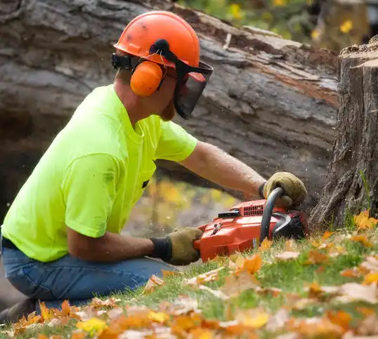 tree services Hunting Valley